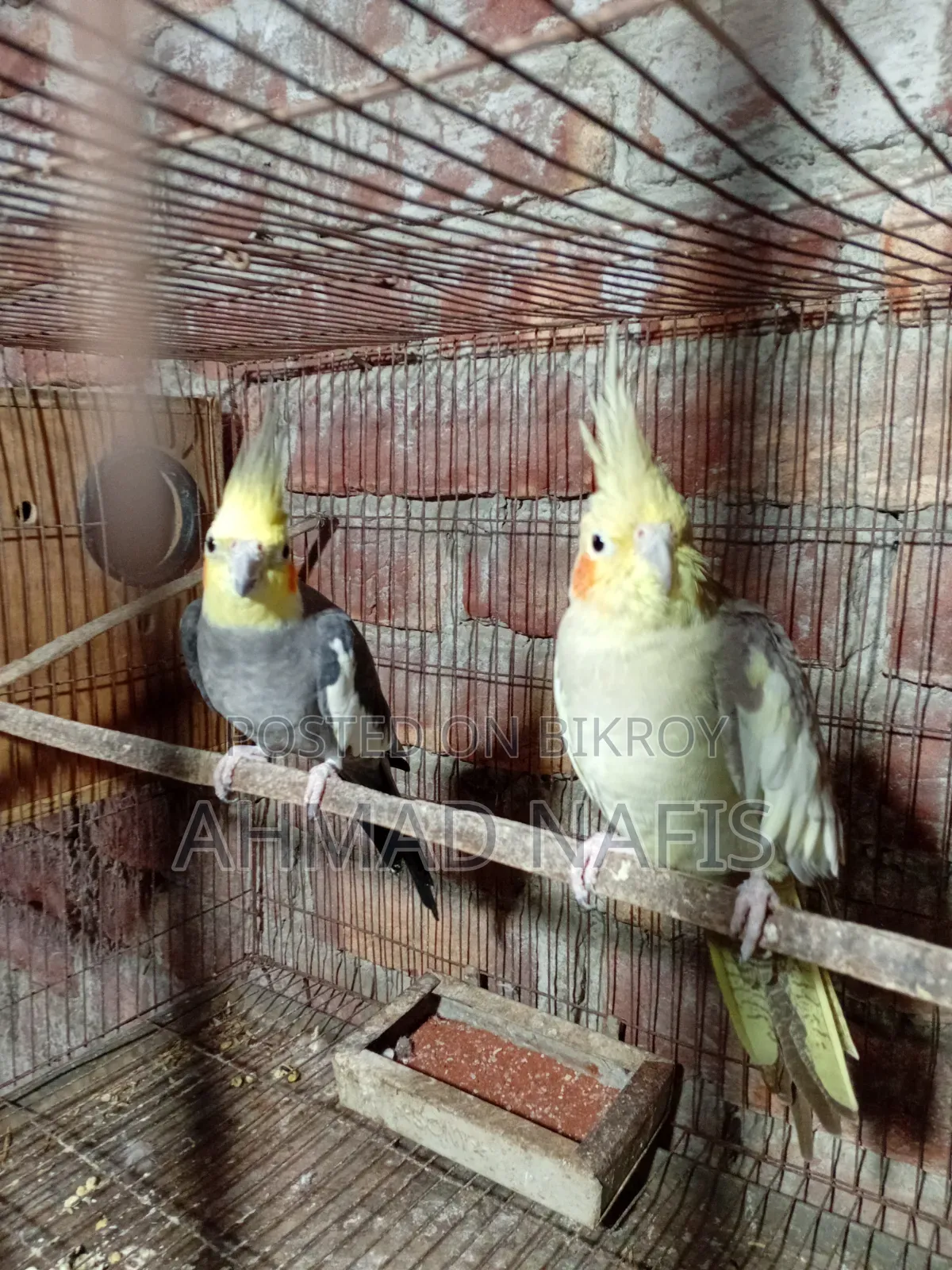 মাস্টার পেয়ার ককটেল