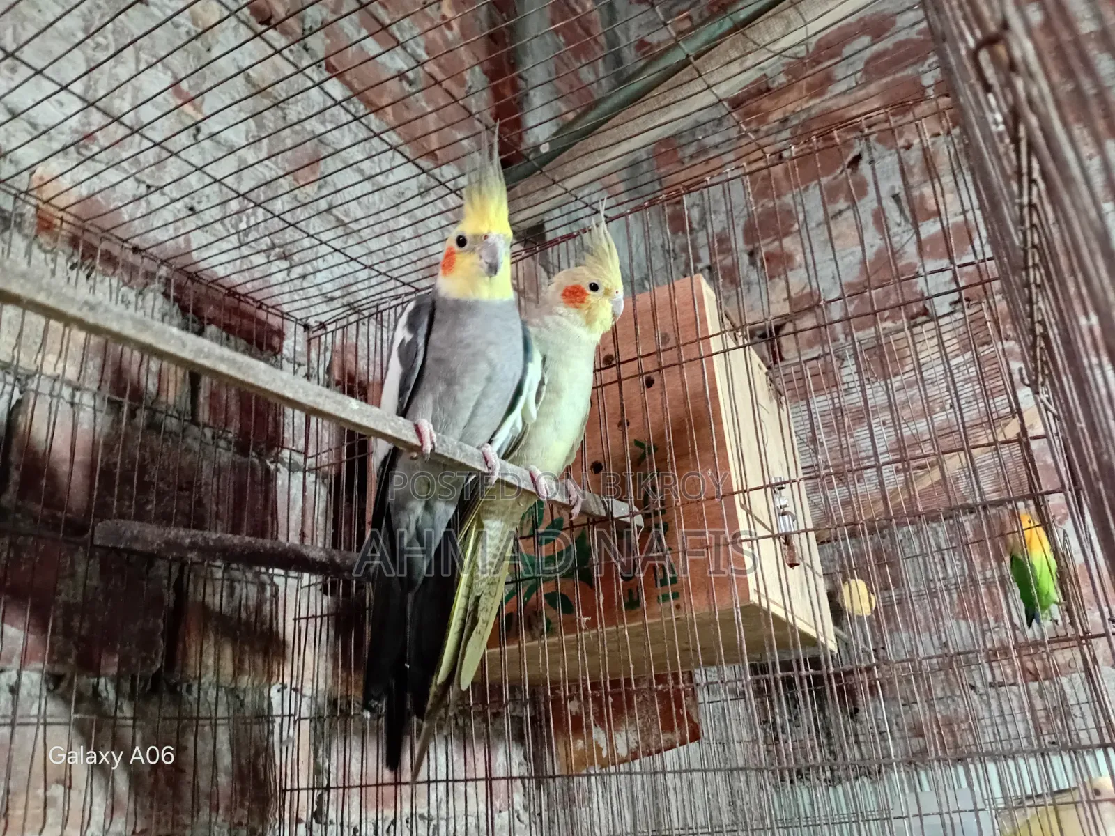 মাস্টার পেয়ার ককটেল