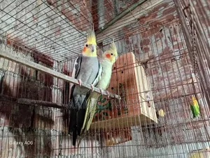 মাস্টার পেয়ার ককটেল