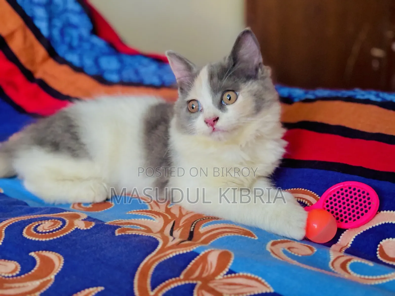 1+ year Female Mixed Breed Persian