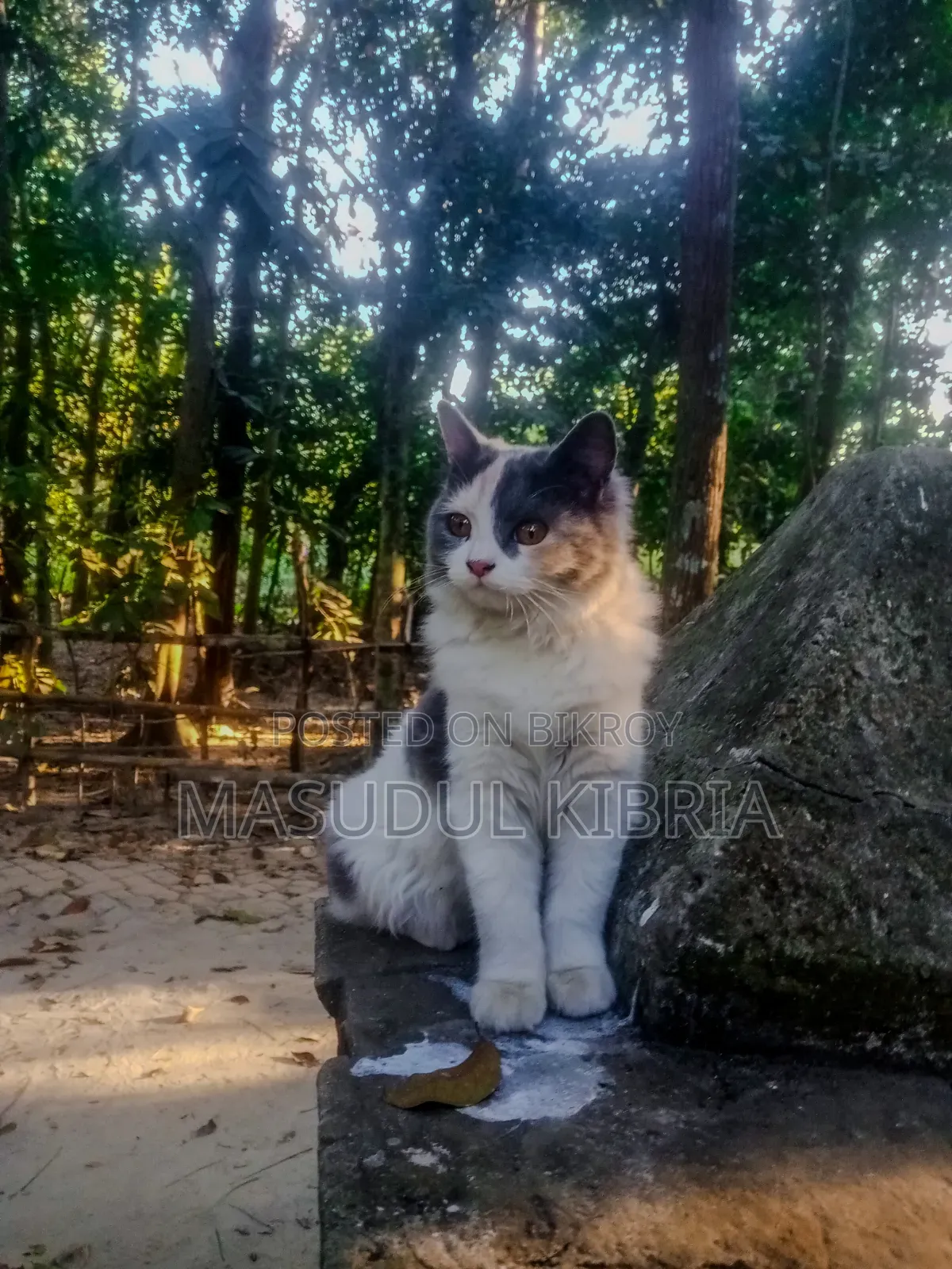 1+ year Female Mixed Breed Persian