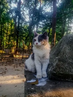 1+ year Female Mixed Breed Persian