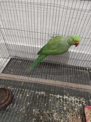 ইন্ডিয়ান রিং নেক টিয়া