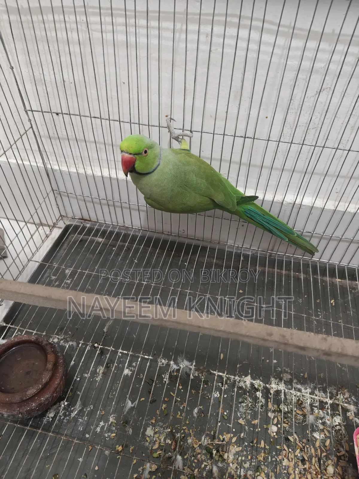 ইন্ডিয়ান রিং নেক টিয়া