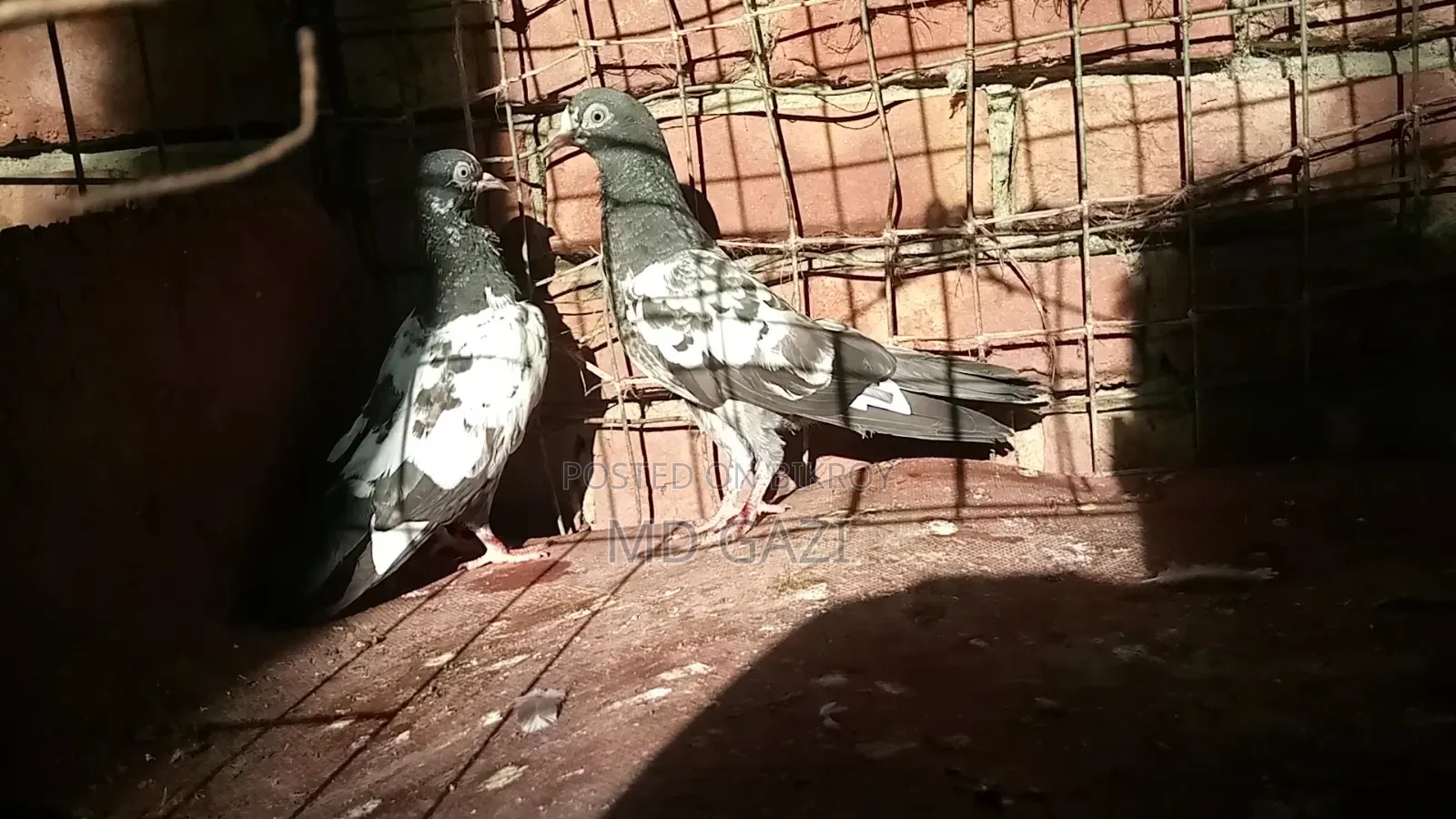 ওমানি টেডি