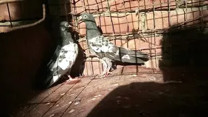ওমানি টেডি