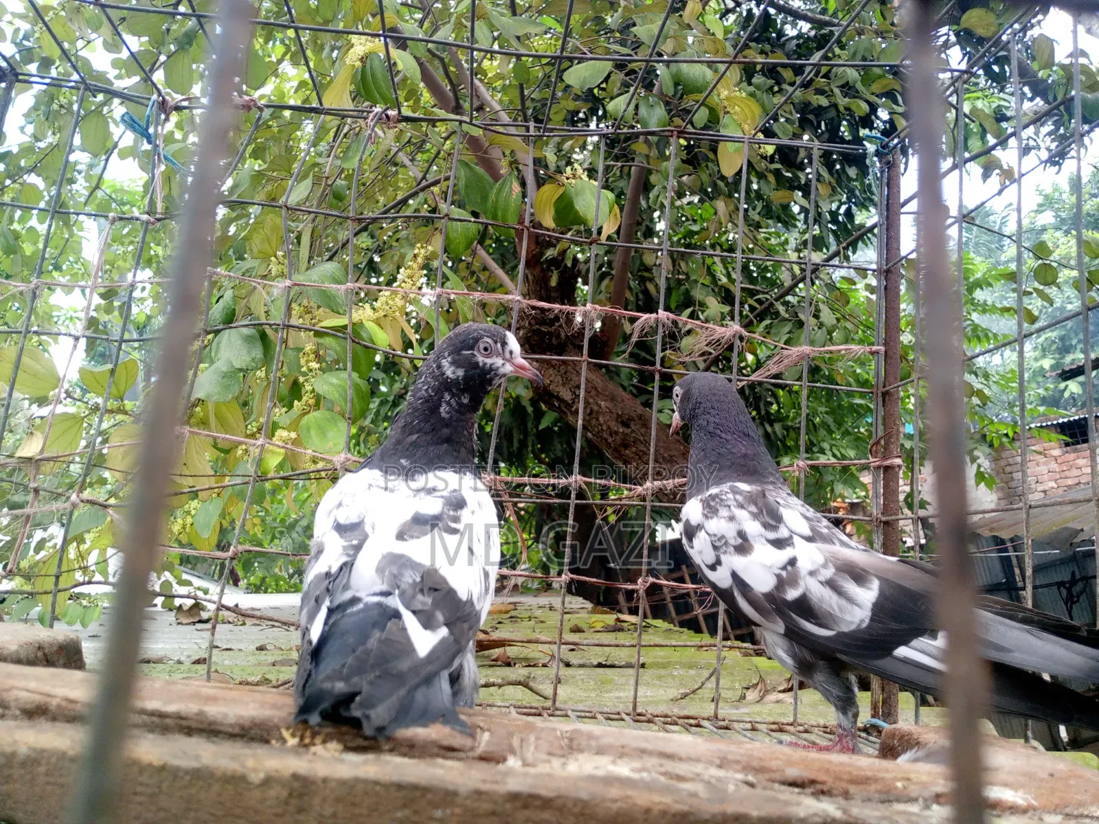 ওমানি টেডি