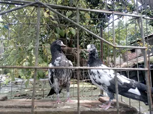 ওমানি টেডি