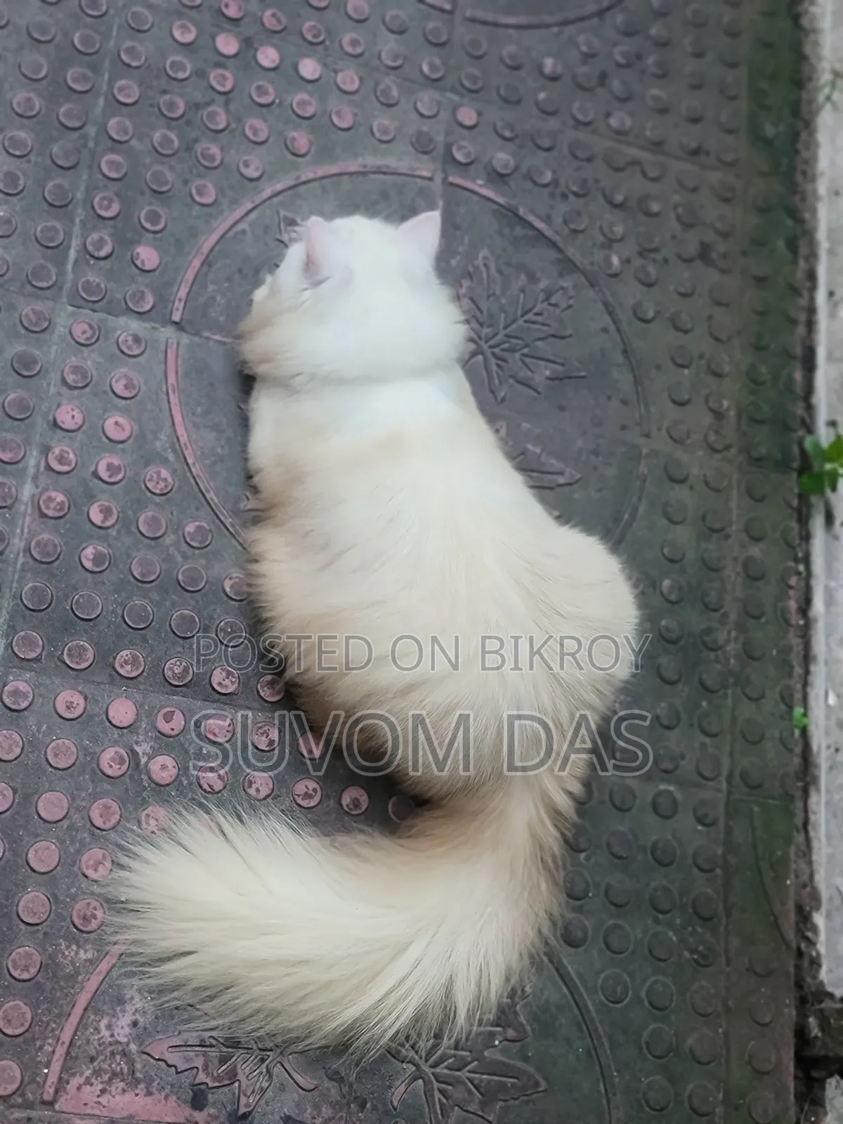৬-১২ মাস বয়সী পুরুষ বিশুদ্ধ পার্সিয়ান