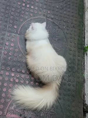 ৬-১২ মাস বয়সী পুরুষ বিশুদ্ধ পার্সিয়ান