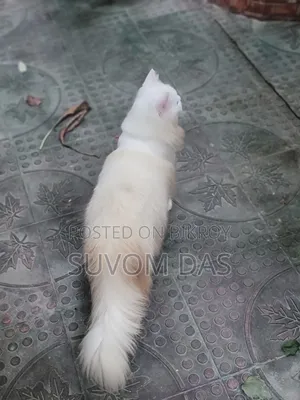 ৬-১২ মাস বয়সী পুরুষ বিশুদ্ধ পার্সিয়ান