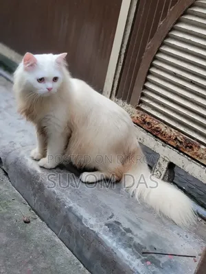 ৬-১২ মাস বয়সী পুরুষ বিশুদ্ধ পার্সিয়ান