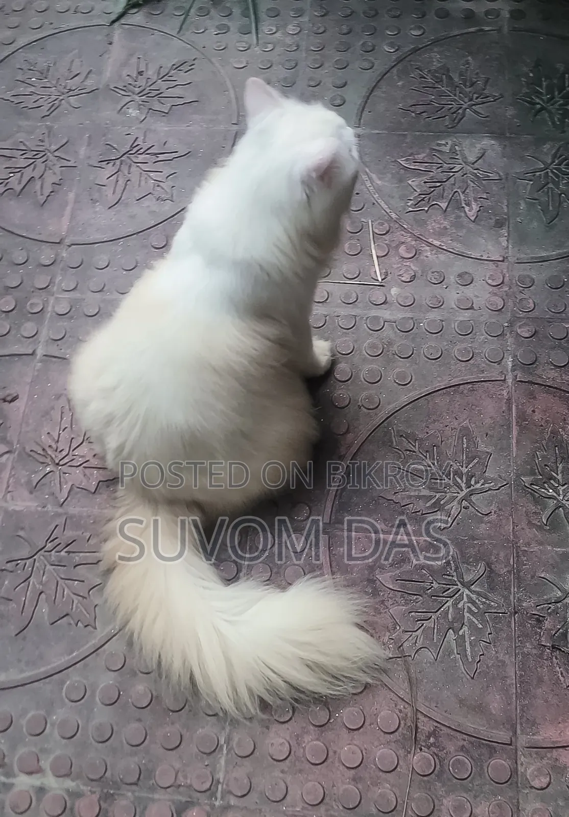 ৬-১২ মাস বয়সী পুরুষ বিশুদ্ধ পার্সিয়ান