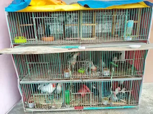 কবুতরের খাঁচা