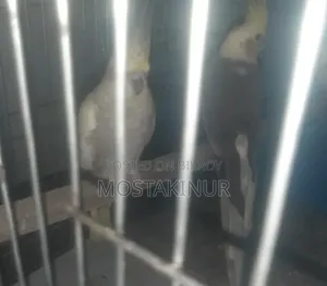 মাস্টার পেয়ার ককাটেল সেল হবে