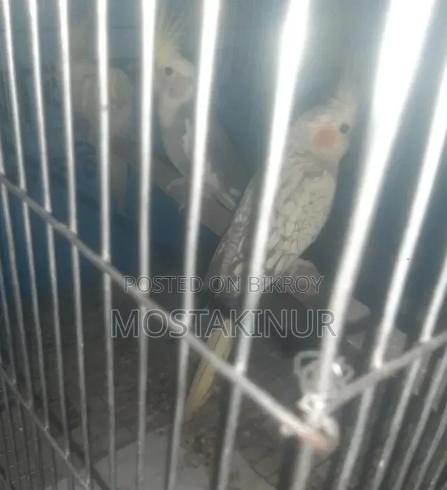 মাস্টার পেয়ার ককাটেল সেল হবে