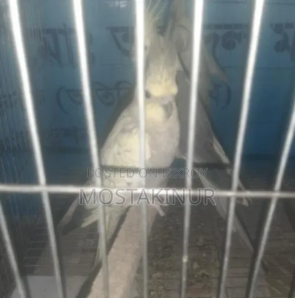মাস্টার পেয়ার ককাটেল সেল হবে