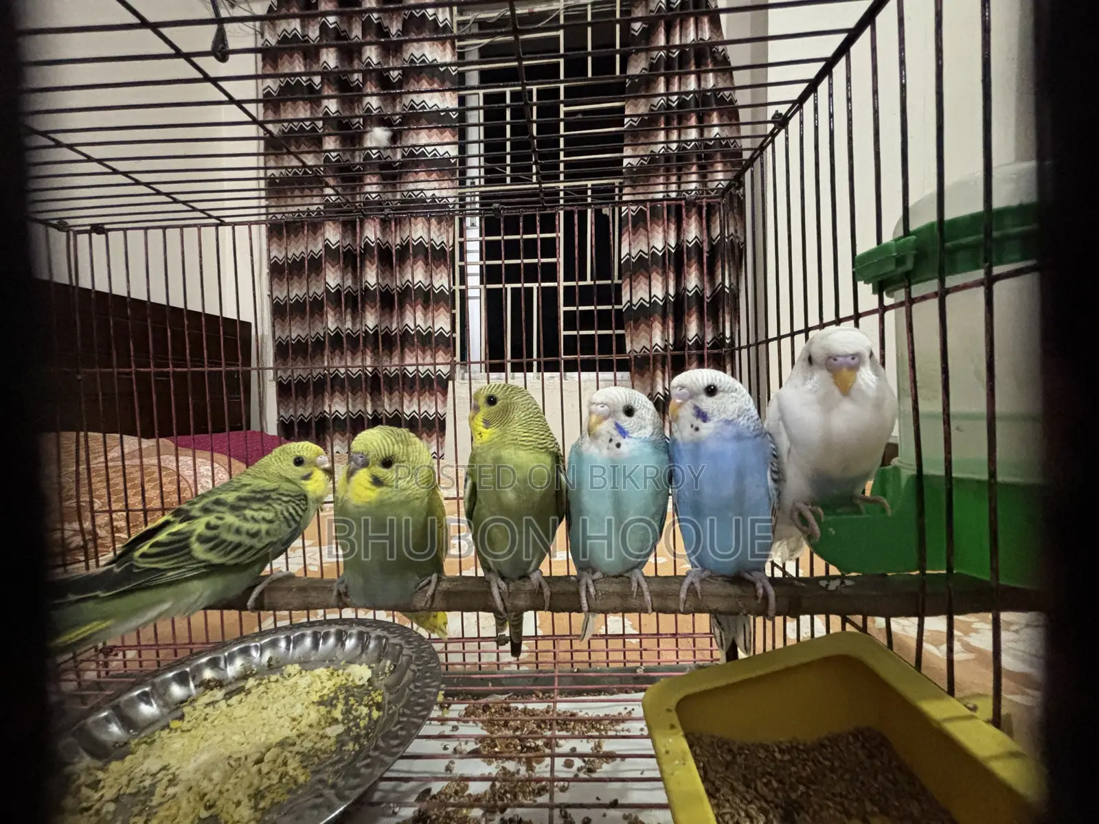 বাজিগার বেবি