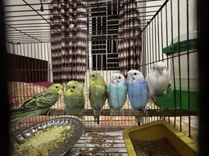 বাজিগার বেবি