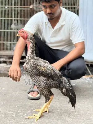 আসিল মোরগ মুরগী ১৫/১৬পিস