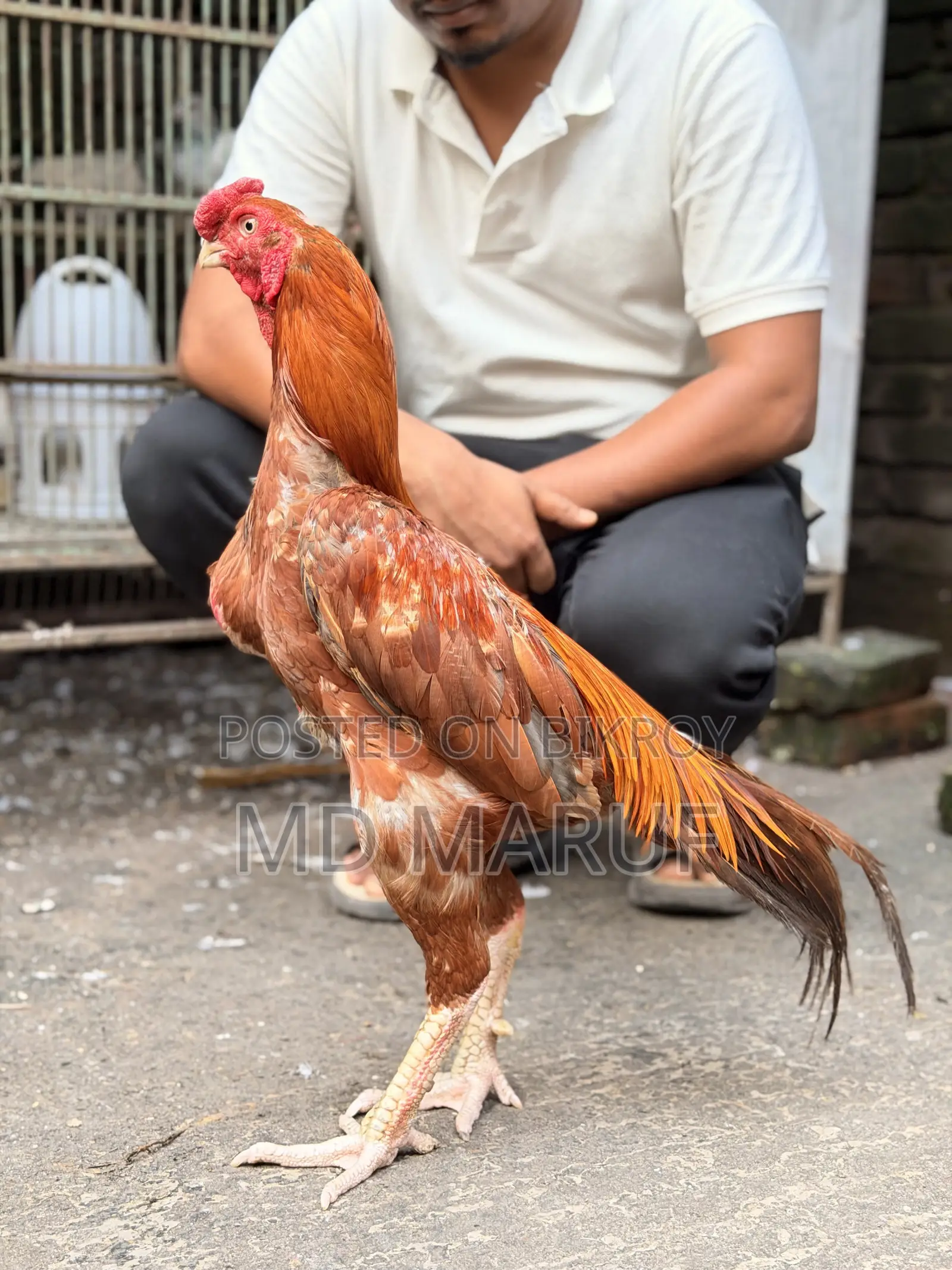 আসিল মোরগ মুরগী ১৫/১৬পিস