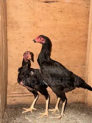 আসিল মোরগ মুরগী ১৫/১৬পিস