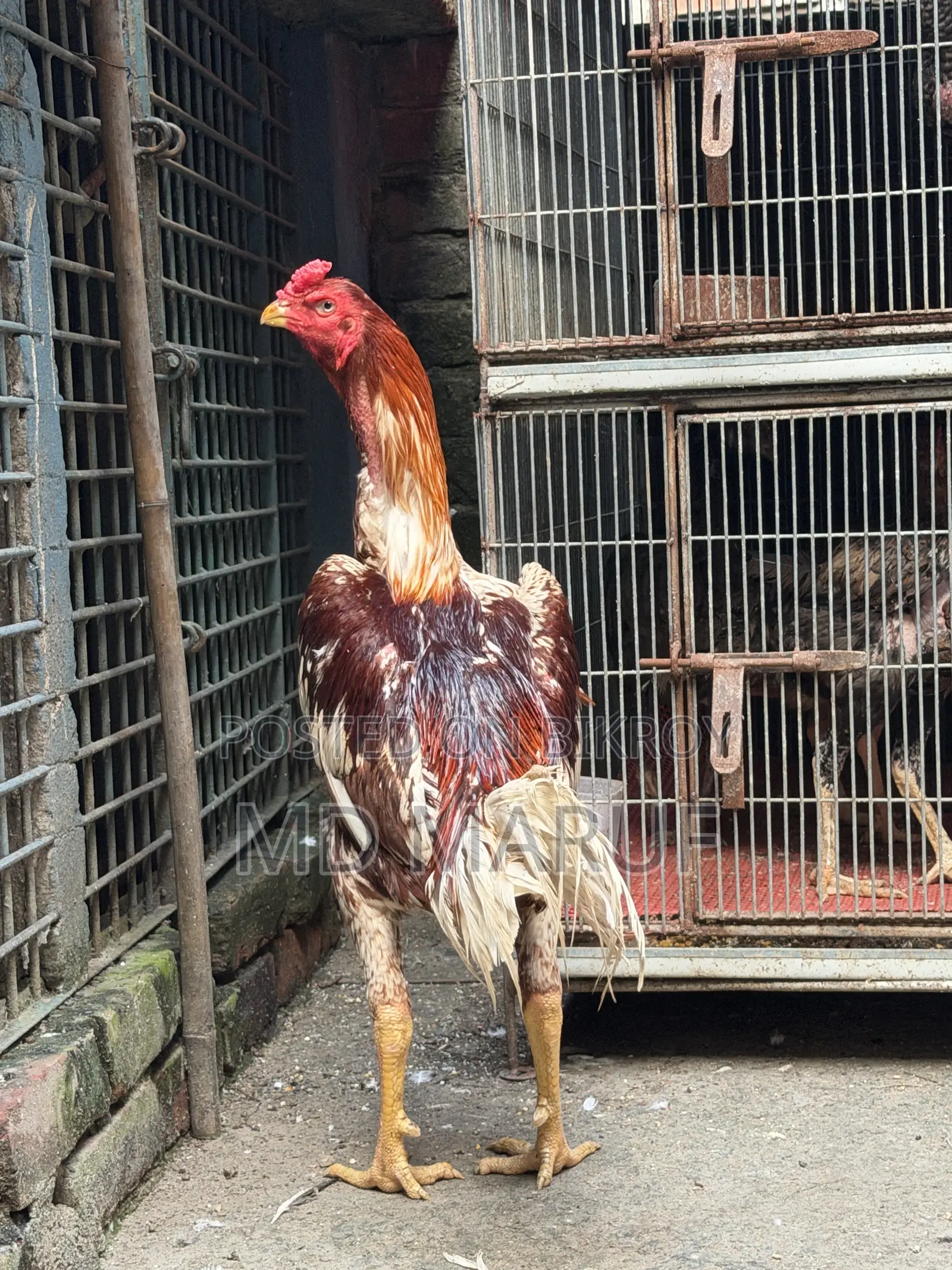 আসিল মোরগ মুরগী ১৫/১৬পিস