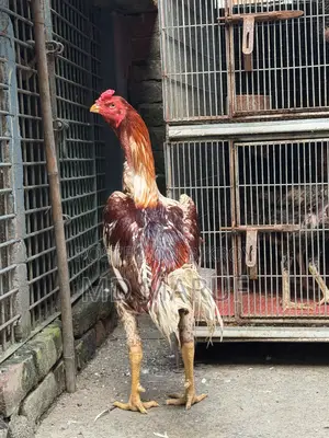 আসিল মোরগ মুরগী ১৫/১৬পিস