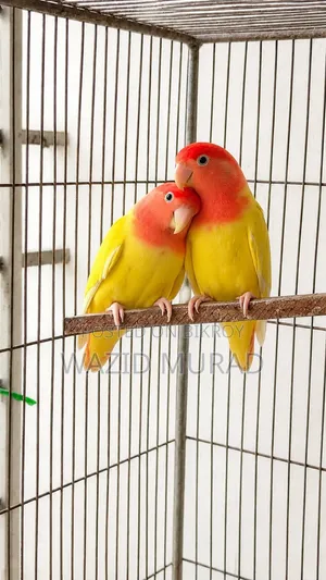 Breeding Lovebird Pair