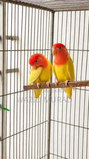 Breeding Lovebird Pair