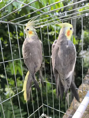 Running Gray Cockatiel Bird Pair for Sale