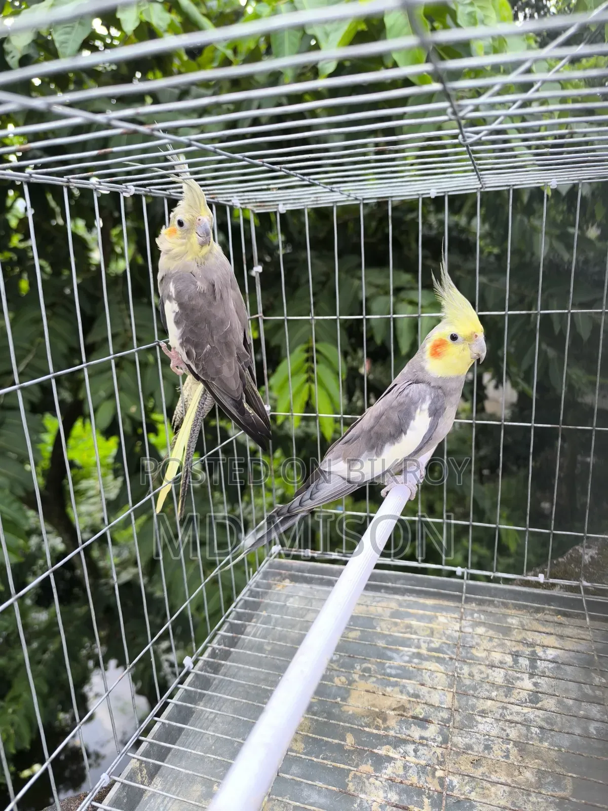 Running Gray Cockatiel Bird Pair for Sale