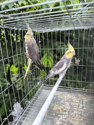 Running Gray Cockatiel Bird Pair for Sale