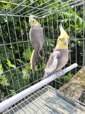 Running Gray Cockatiel Bird Pair for Sale