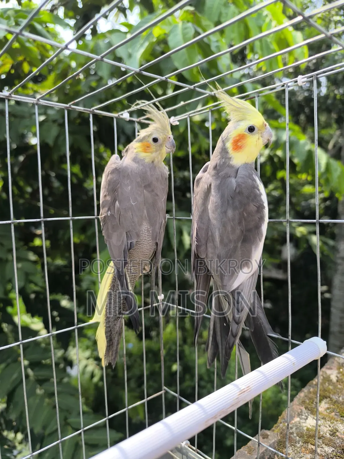 Running Gray Cockatiel Bird Pair for Sale