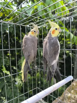 Running Gray Cockatiel Bird Pair for Sale