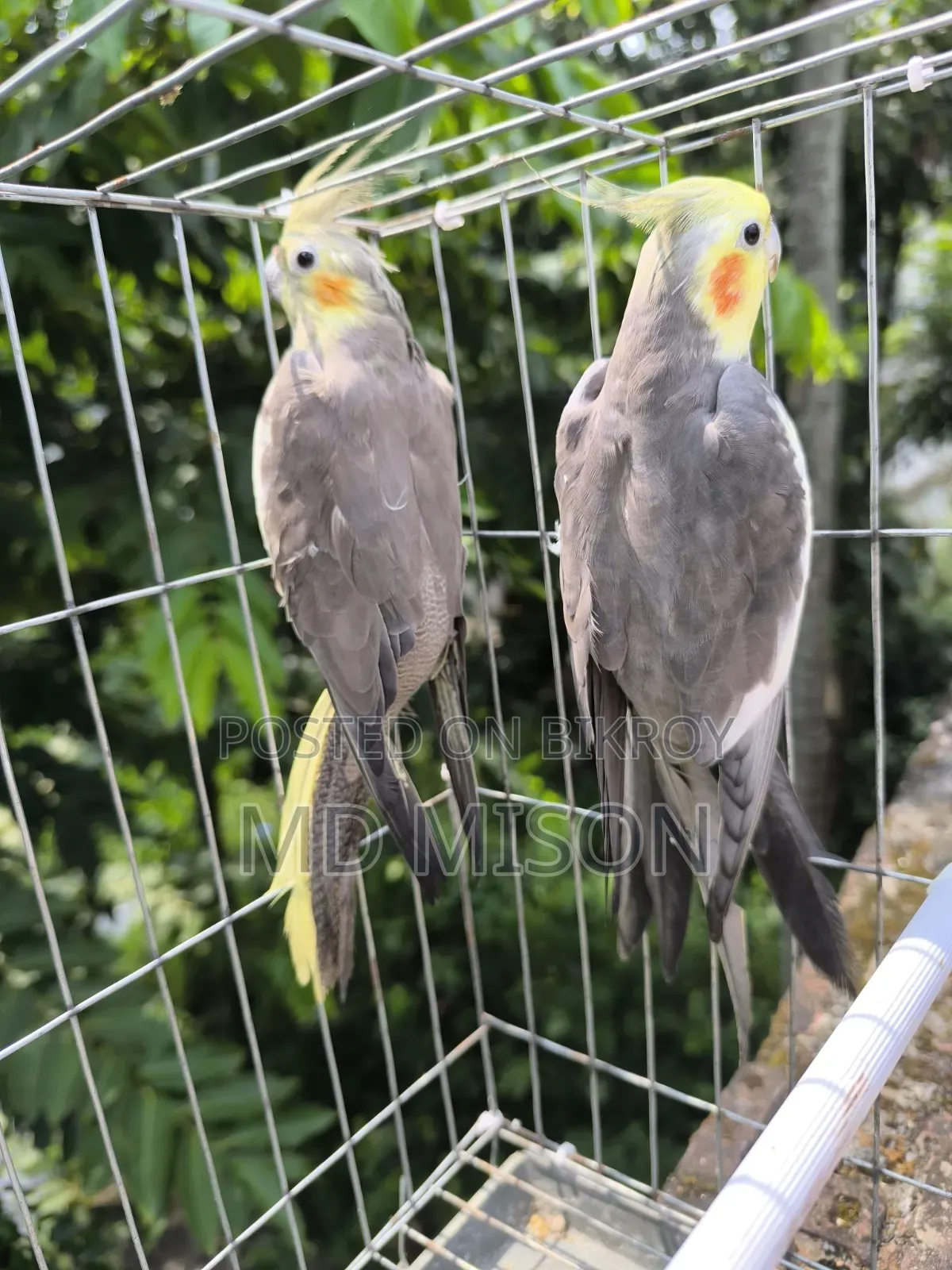 Running Gray Cockatiel Bird Pair for Sale