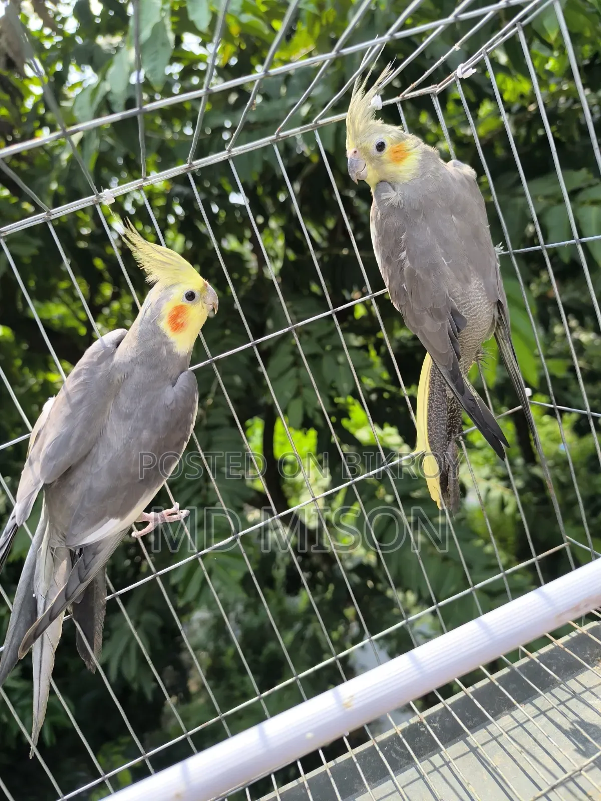 Running Gray Cockatiel Bird Pair for Sale