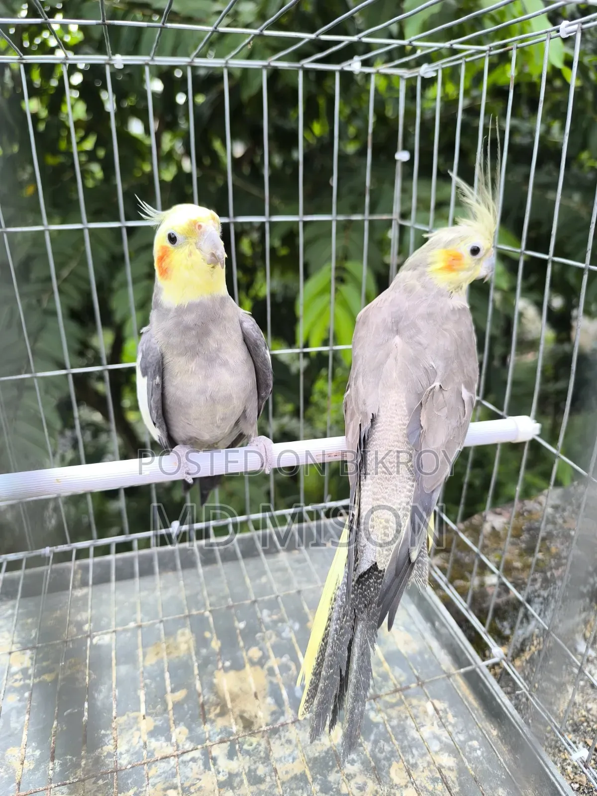 Running Gray Cockatiel Bird Pair for Sale
