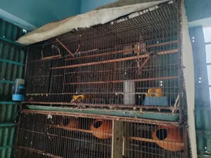 ২ টা '৩৬×১৮ ইঞ্চ' হেভি মেটাল ফ্রেমের খাঁচা