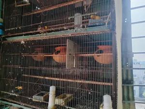 ২ টা '৩৬×১৮ ইঞ্চ' হেভি মেটাল ফ্রেমের খাঁচা