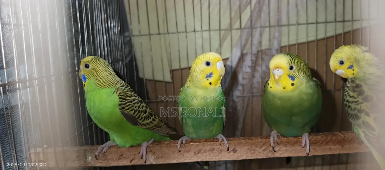 বাজরিগার পাখি জোড়া আছে