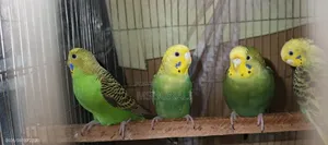বাজরিগার পাখি জোড়া আছে