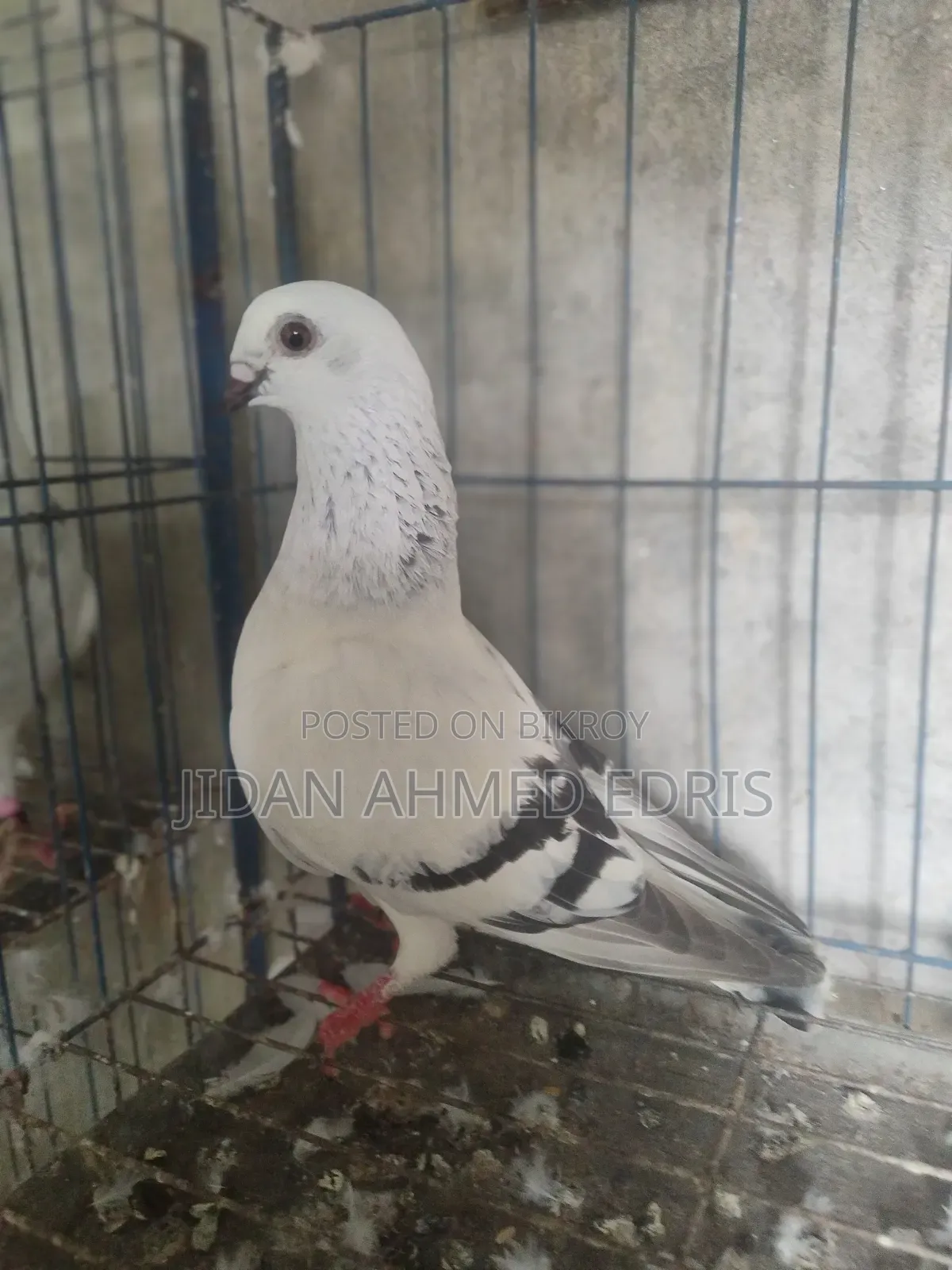 Dhamasin Madi Nile Call