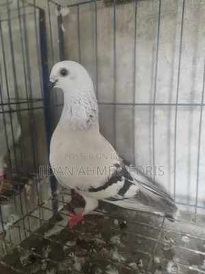 ধামাসিন মাদি নিলে কল