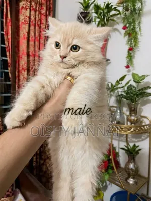 3-6 months Male Purebred Persian