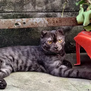 6-12 months Male Purebred Scottish Fold