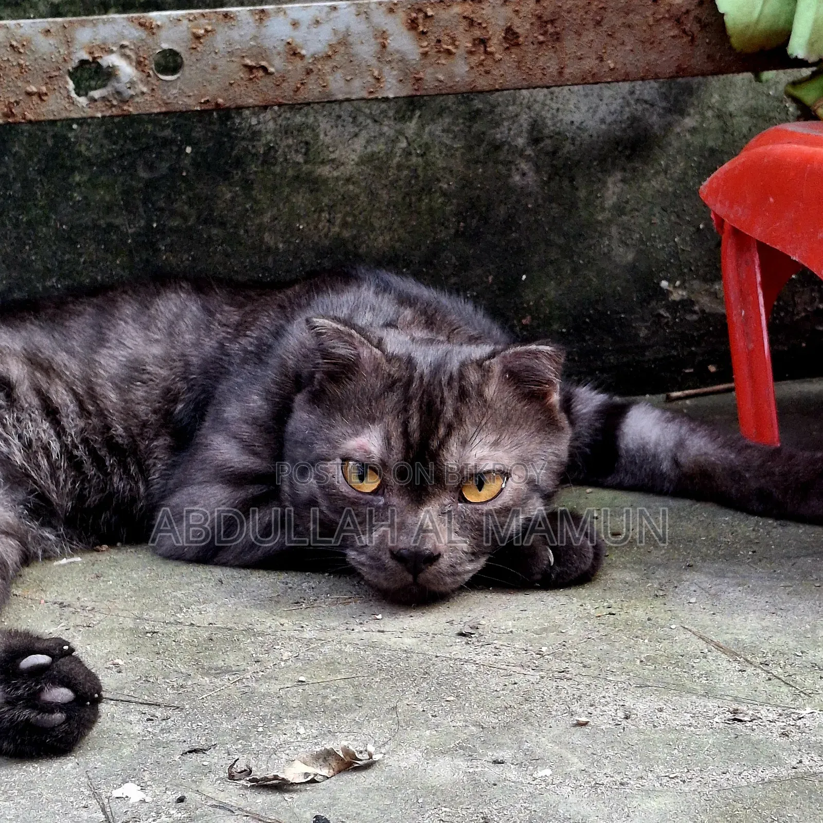 6-12 months Male Purebred Scottish Fold