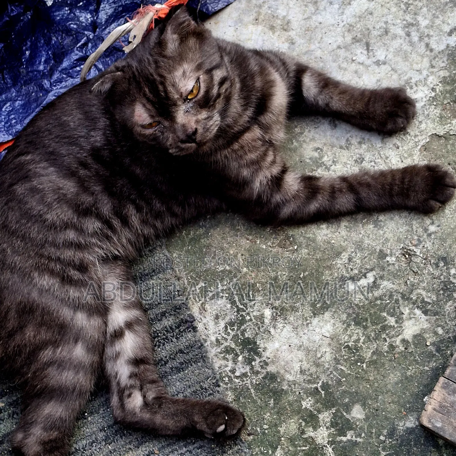 6-12 months Male Purebred Scottish Fold