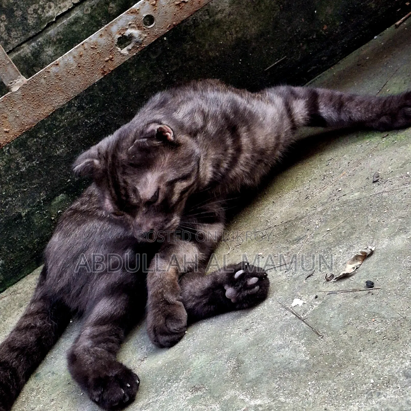 6-12 months Male Purebred Scottish Fold